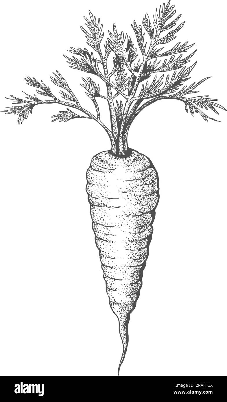 Drawing Carrot png images | PNGEgg