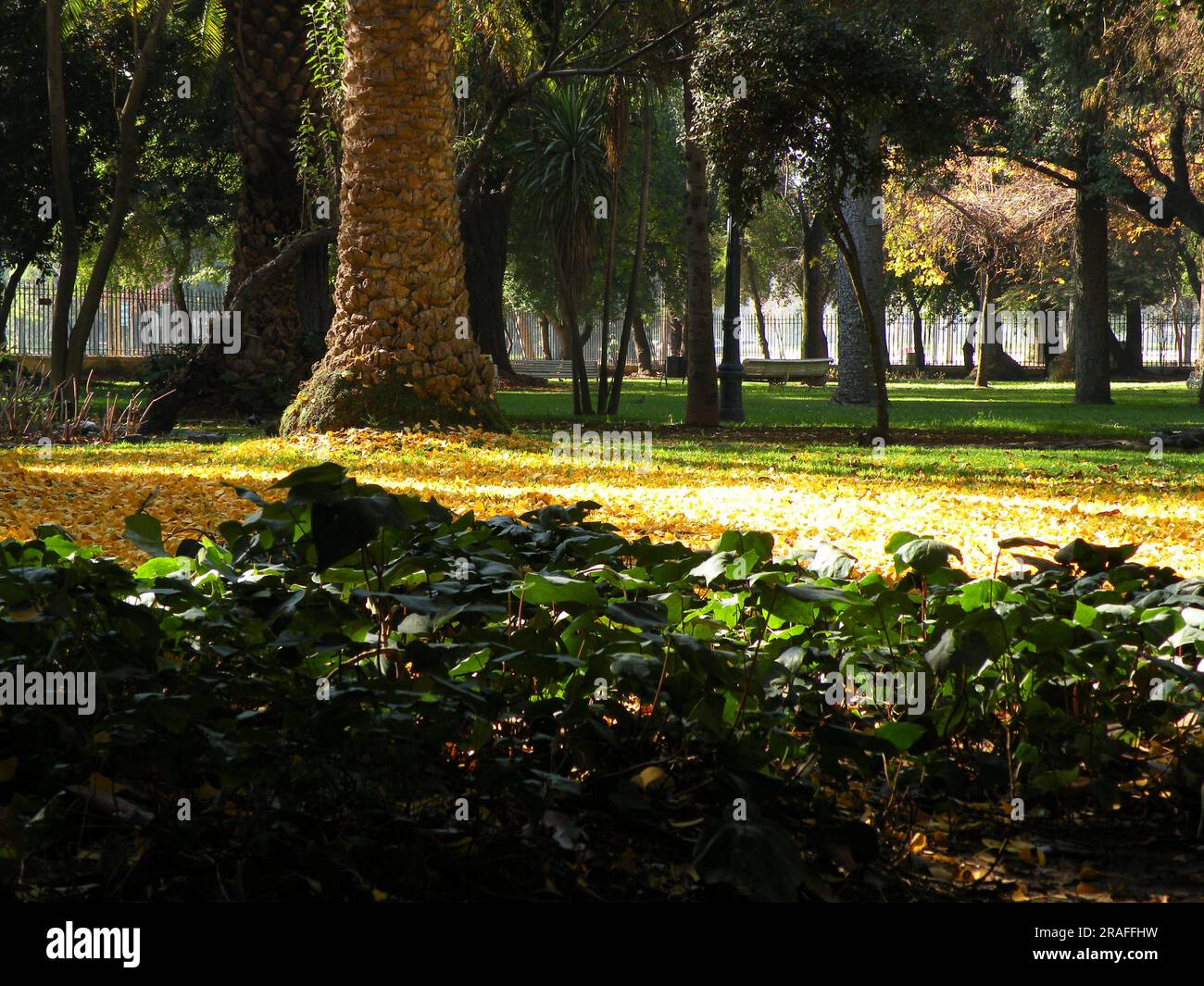 Autumn park yellow fallen hi-res stock photography and images - Alamy