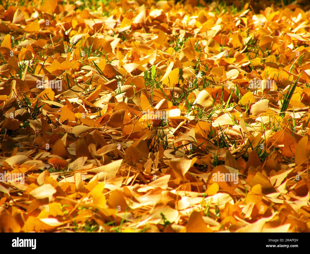A blanket of yellow leaves fallen in autumn Stock Photo