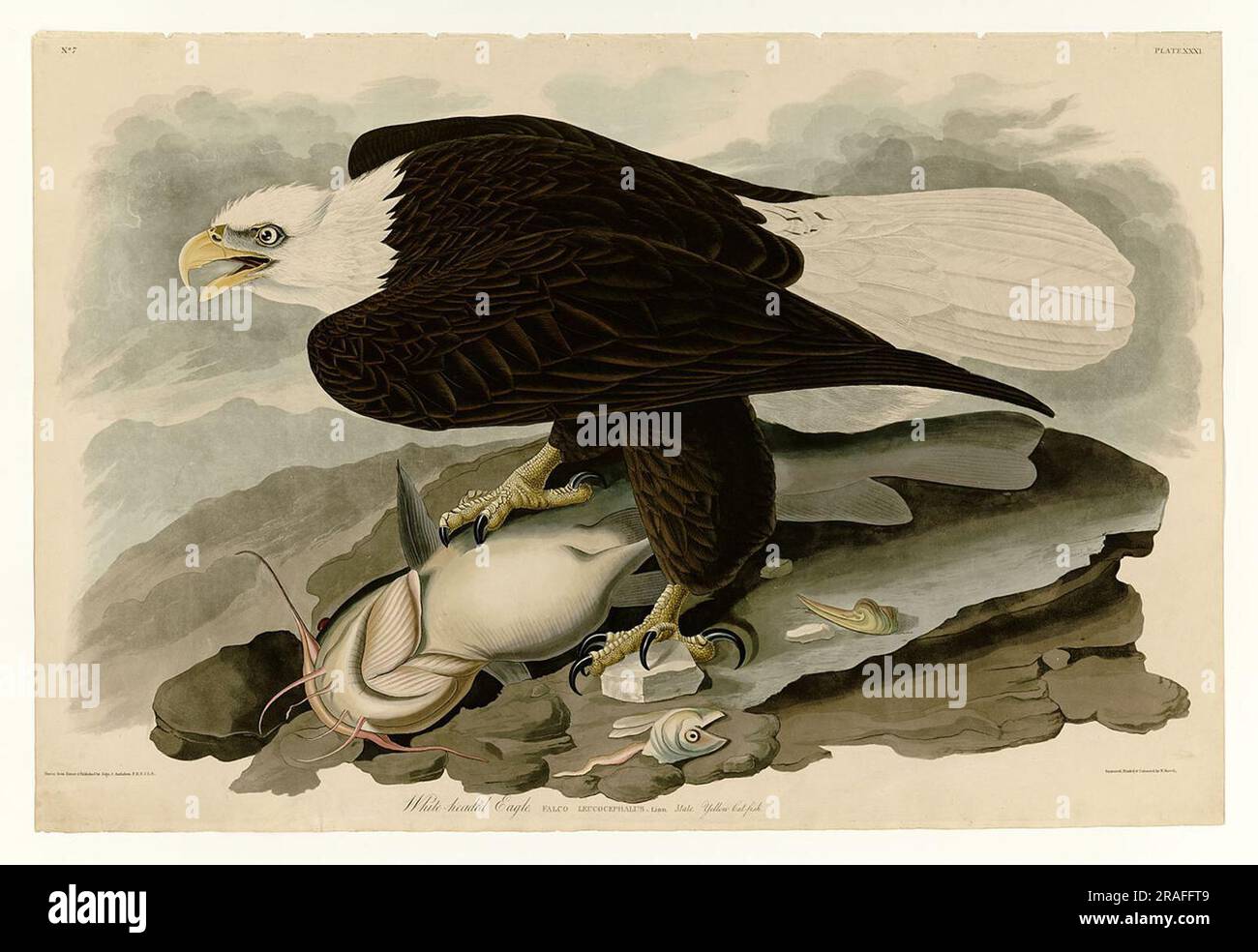 White headed eagle hi-res stock photography and images - Alamy