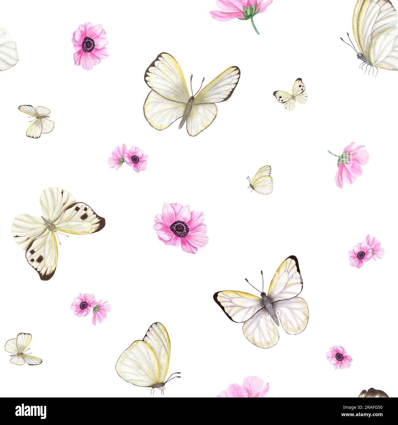 Flying white butterflies among pink anemone flowers isolated on white