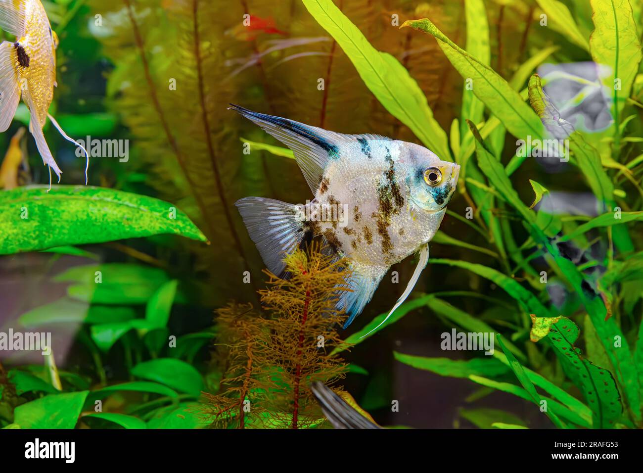 Tropical fish Pterophyllum scalare altum, angelfish swimming in aquarium water wtih green algae. Brown fish in oceanarium pool. Aquatic organism, unde Stock Photo