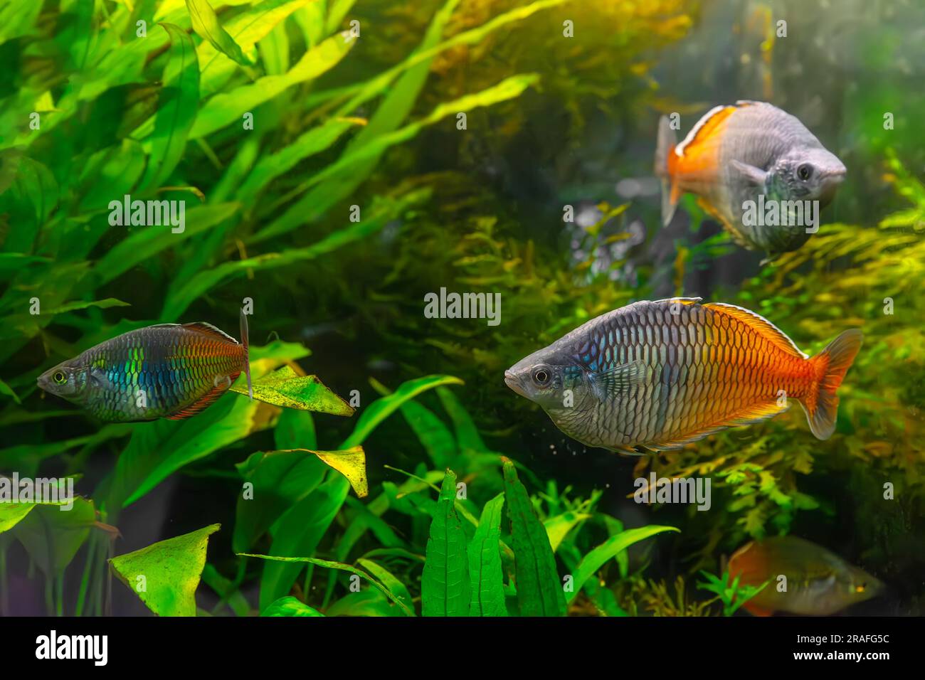 Boeseman's rainbowfish, Melanotaenia boesemani swimming in aquarium water wtih green algae. Fresh water fish for aquarium hobby. Aquatic organism, und Stock Photo