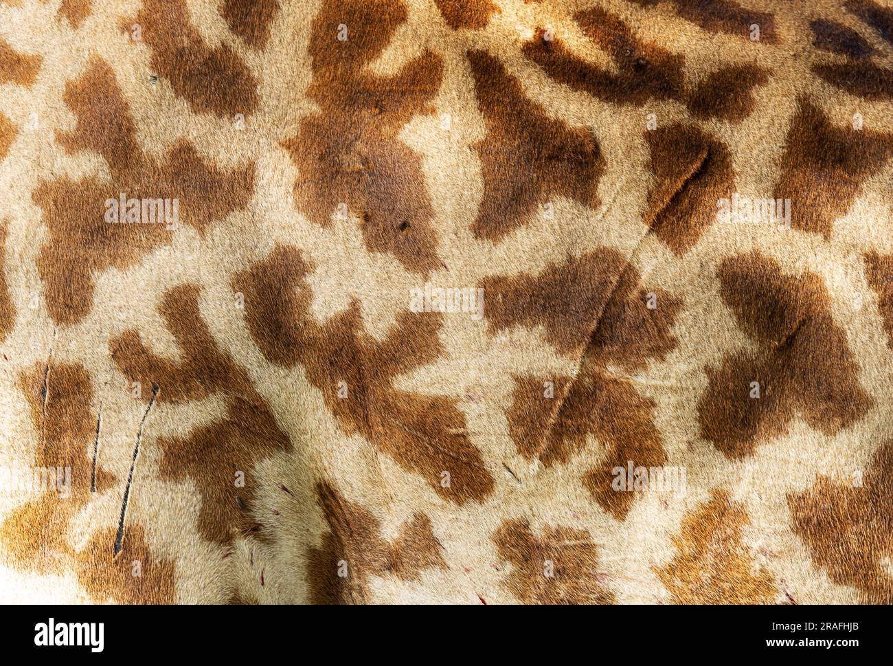 It has recently been shown that the blood vessels close to a Giraffes