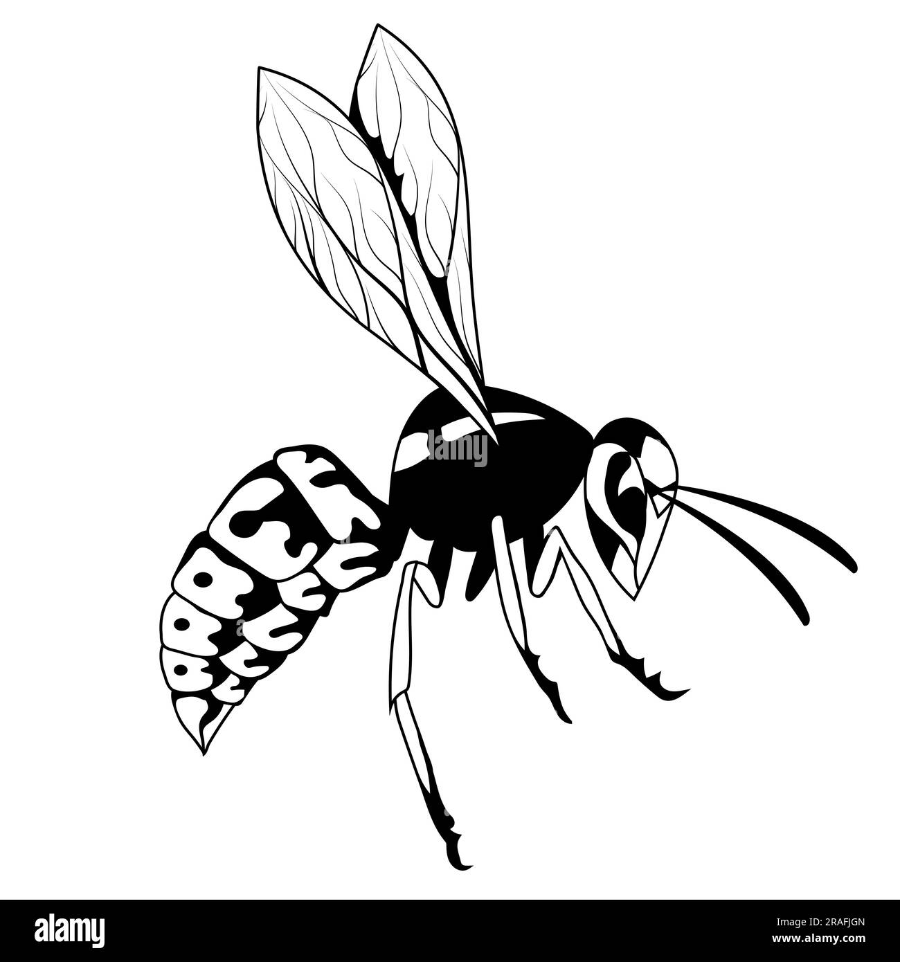 Hornet sketch vector illustration vintage wasp Hornet sketch vector  illustration vintage drawing of giant or mandarinia  CanStock