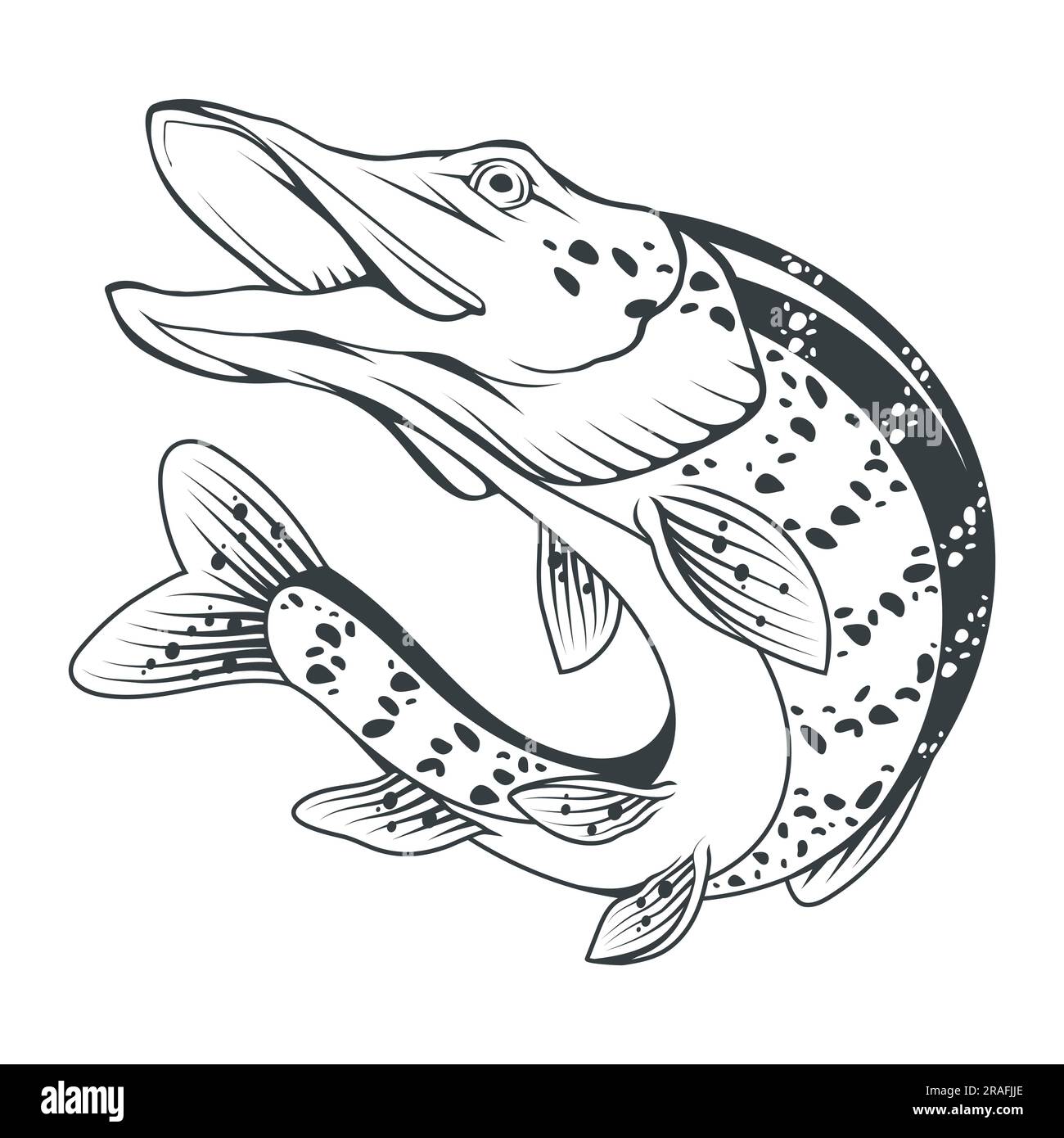 Pike. Vector illustration of a sketch jumping fish. Fishing logo