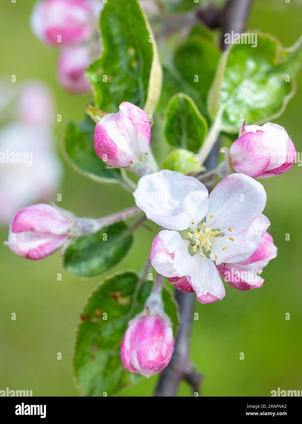 Fresh white and pink flowers of a blooming apple tree with a blurred green background. Blooming apple tree. Vertical image, copy space. Stock Photo