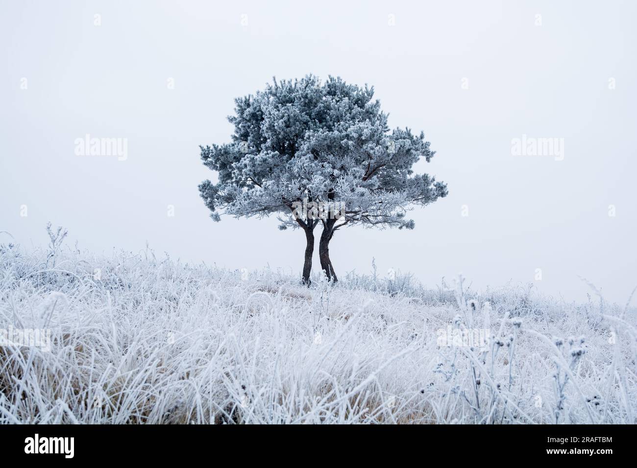 Lonely tree in frozen hi-res stock photography and images - Alamy