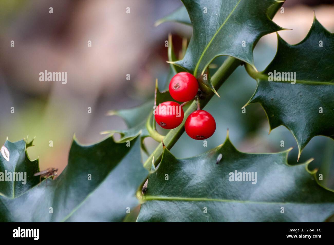 Green leaves and red berries of a holly branch Stock Photo - Alamy
