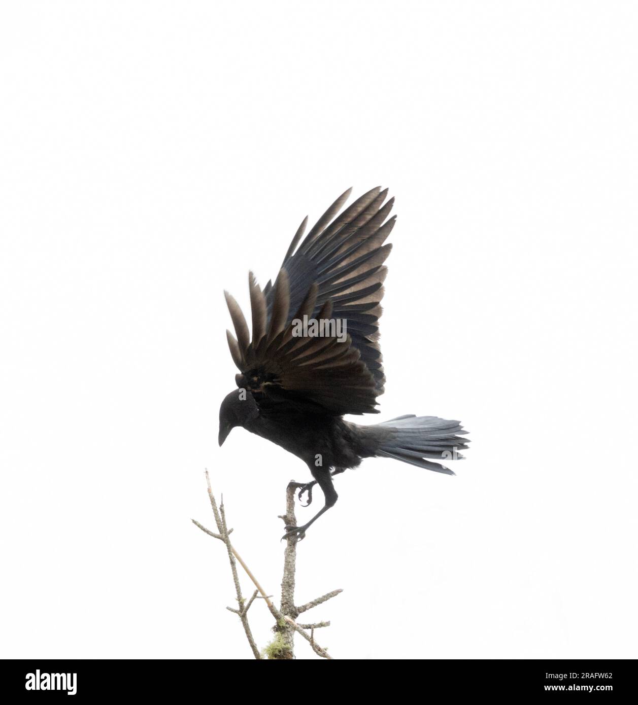 American Crow in Tree Top Wings up Stock Photo Alamy