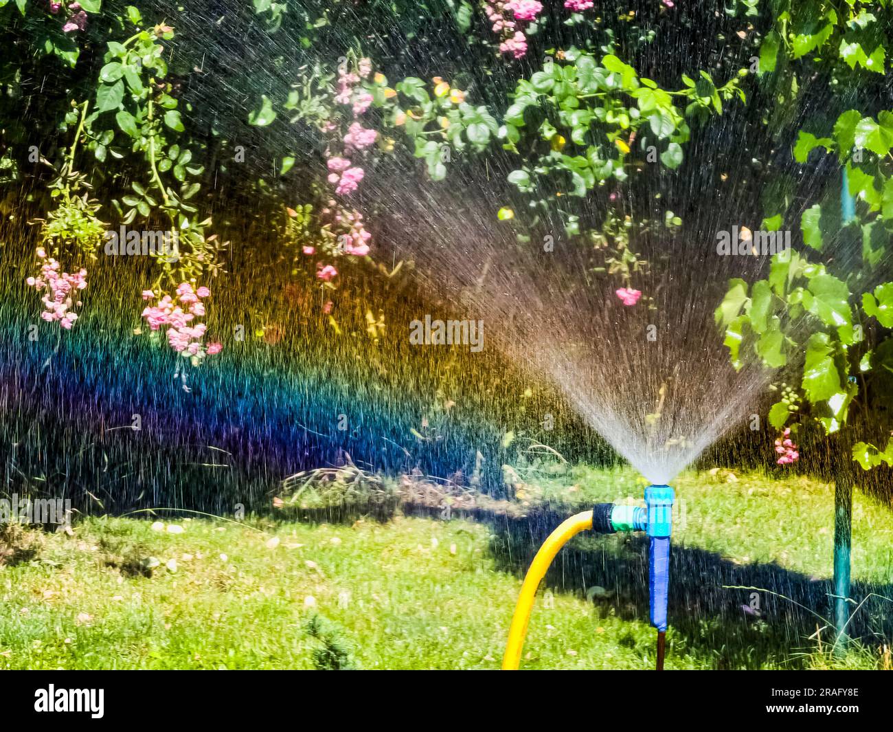 Irrigation system with water over garden grass and rose bushes forming