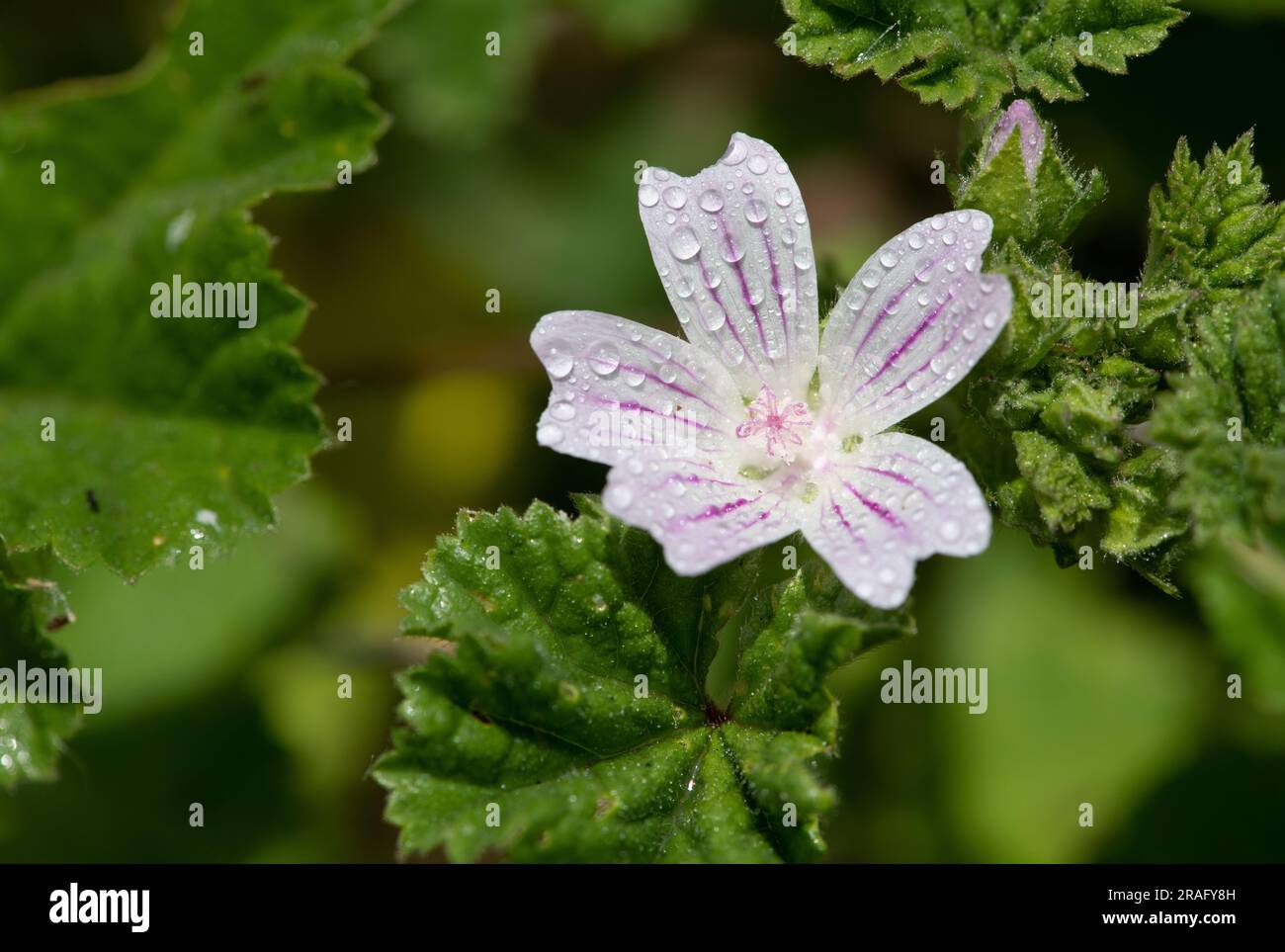 Bonnet Mallow