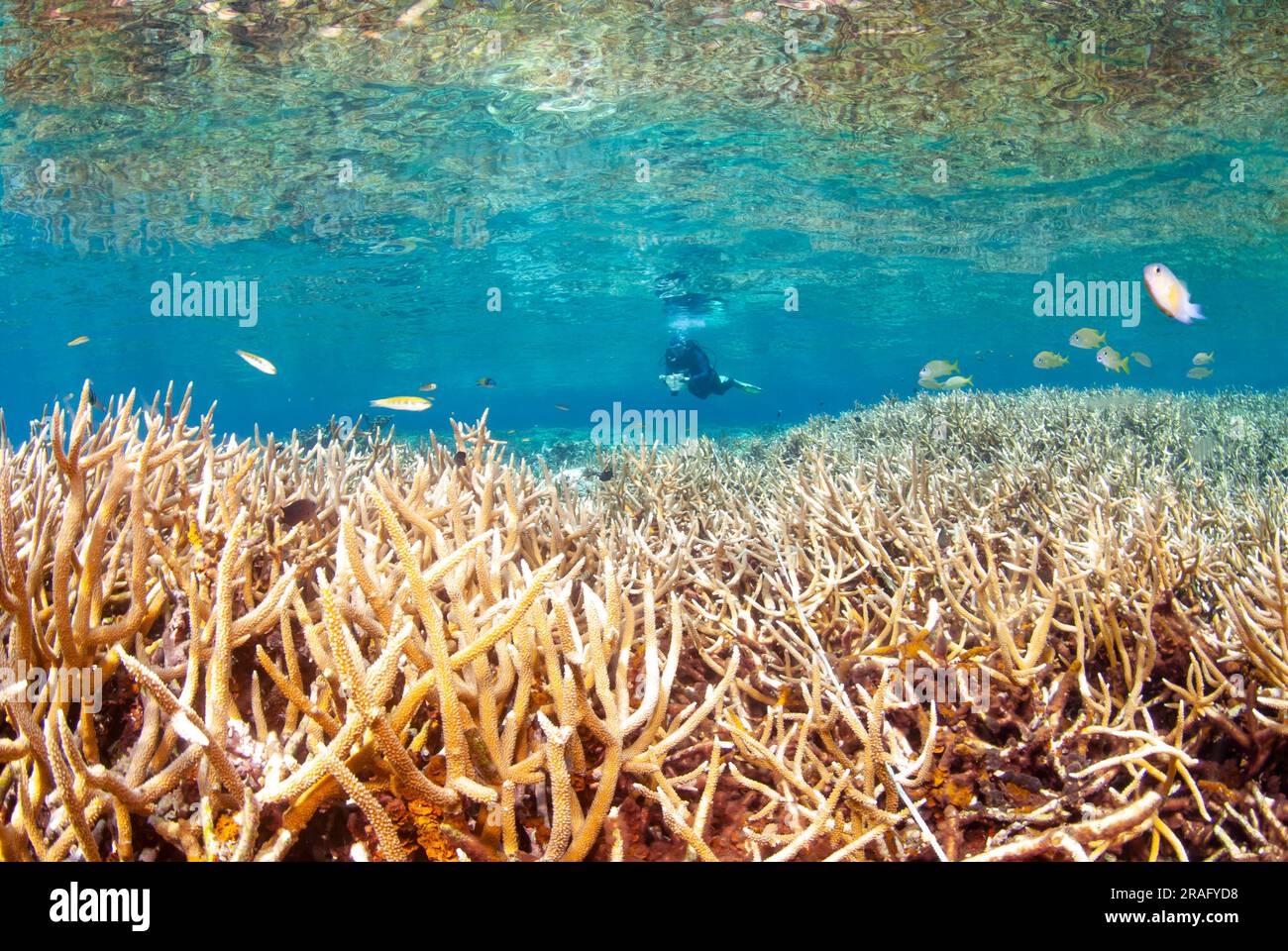Marine biologist diving over Staghorn coral (Acropora cervicornis) Stock Photo