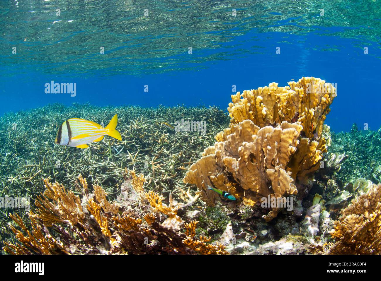 Thin Leaf Lettuce Coral (Agaricia tenuifolia) Stock Photo