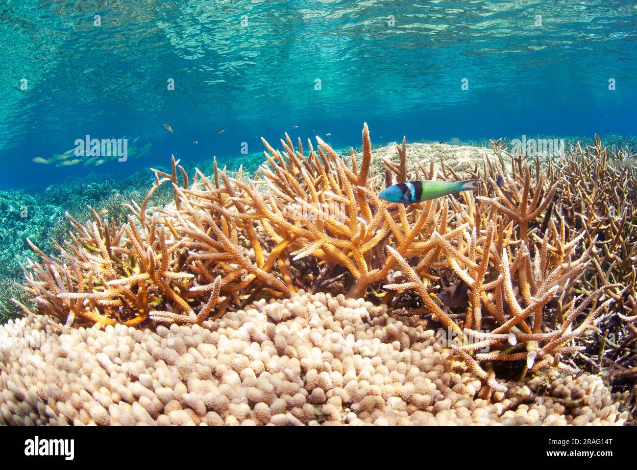 Yellowhead wrasse swimming over Staghorn coral (Acropora cervicornis) Stock Photo