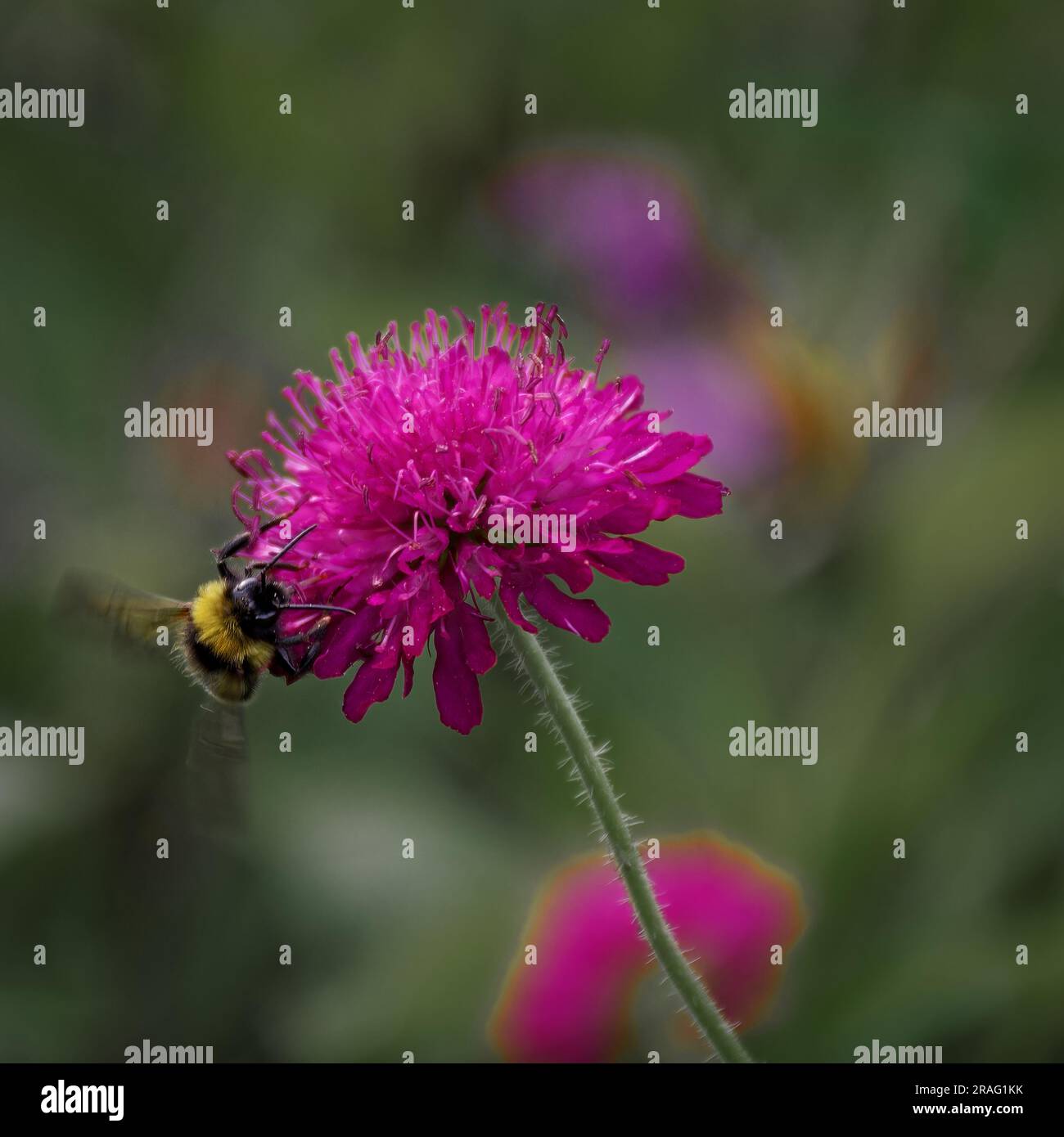 Summer in Botanical Gardens Bath Stock Photo - Alamy