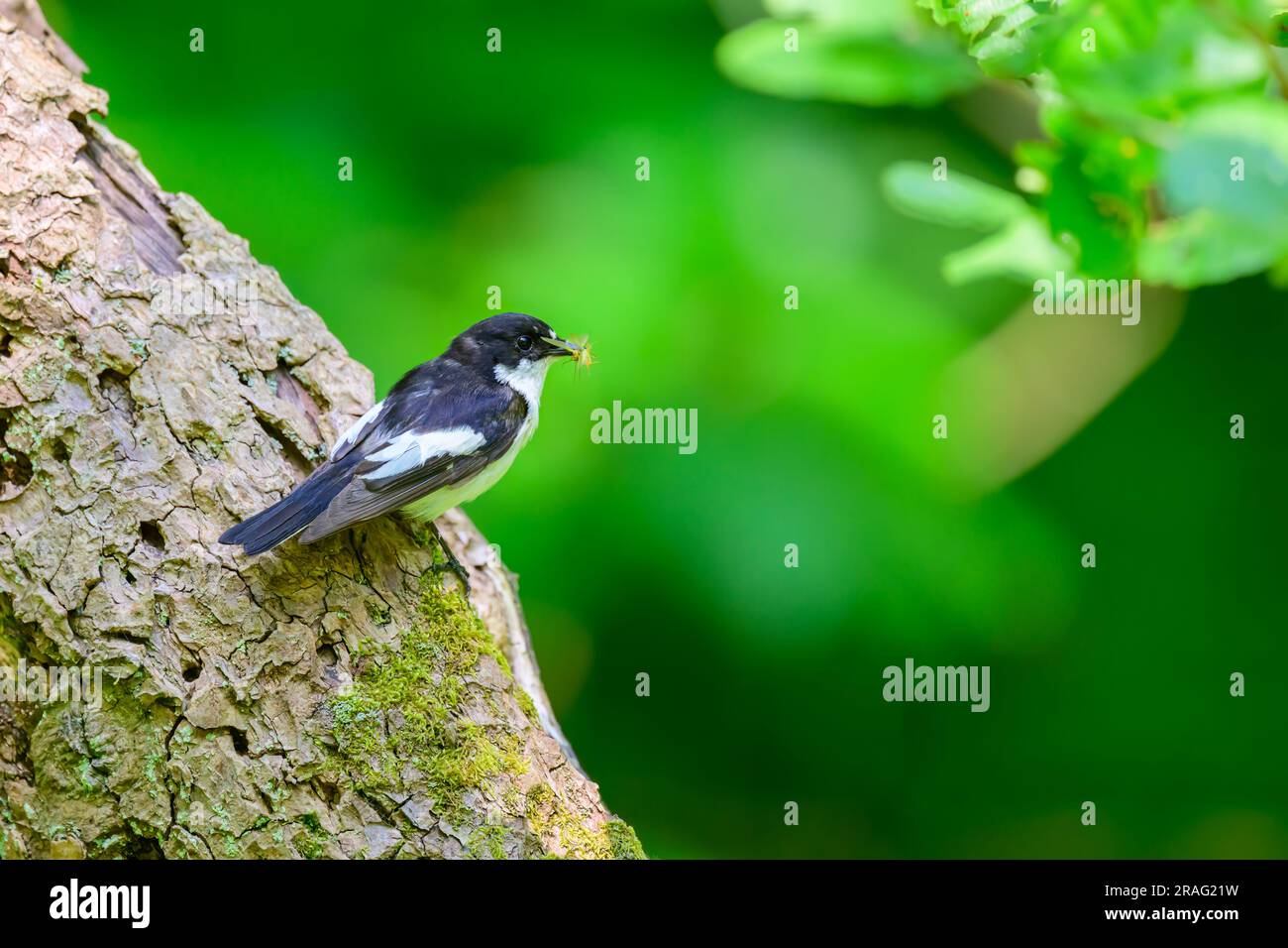 Male Pied Flycatcher, Ficedula hypoleuca, perched on a tree trunk with food. Stock Photo