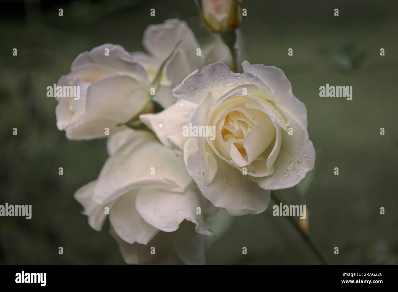 Summer in Botanical Gardens Bath Stock Photo - Alamy