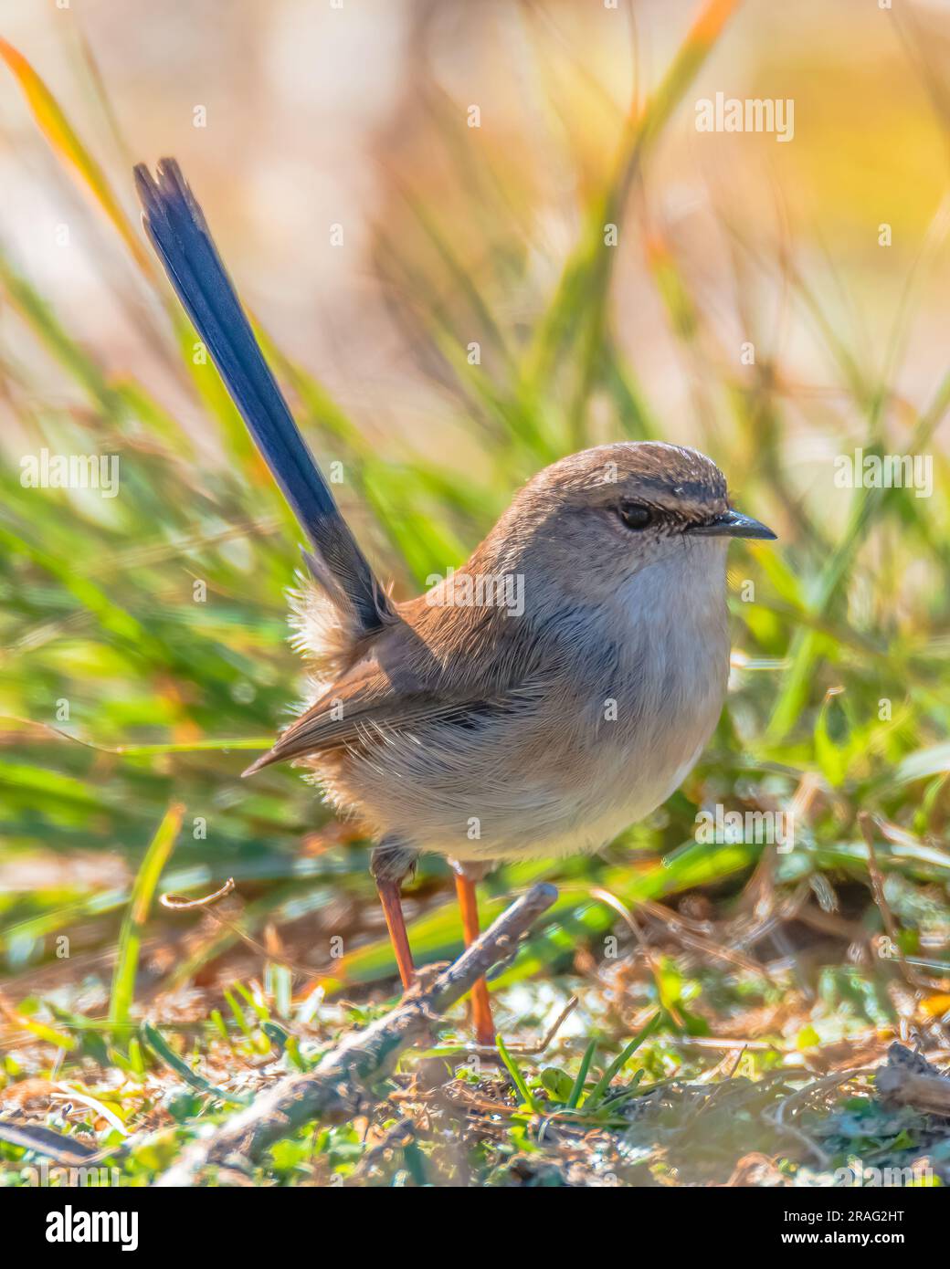 The Variegated Fairy-wren is found in coastal southeastern Australia. Spotted in Eden on the South Coast of NSW, Australia. Stock Photo