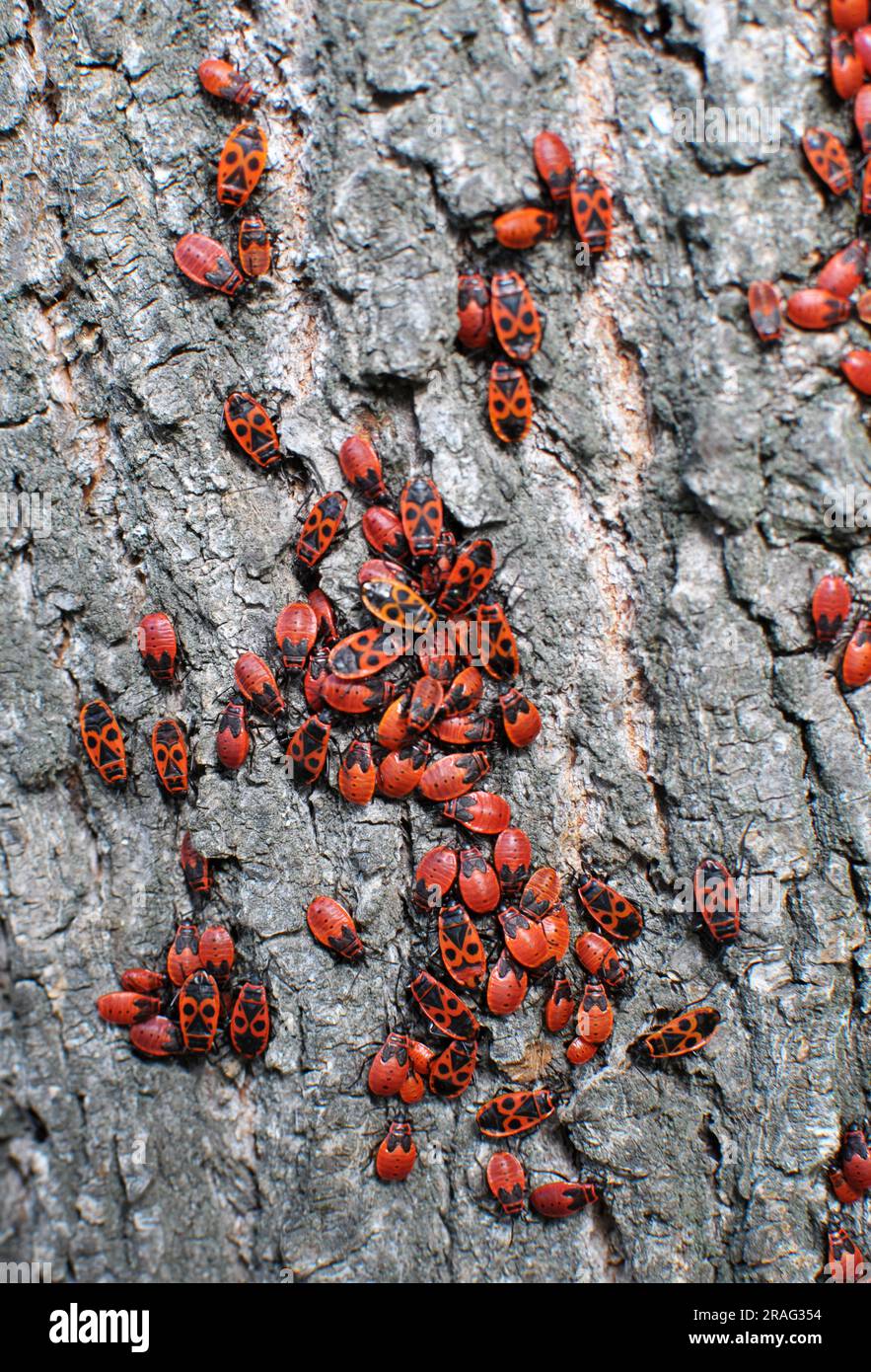 Colony of Pyrrhocoris apterus beetles in the wild on a tree trunk Stock ...