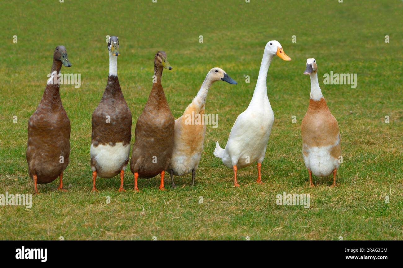 Six Runner Ducks standing in a row isolated on grass Stock Photo