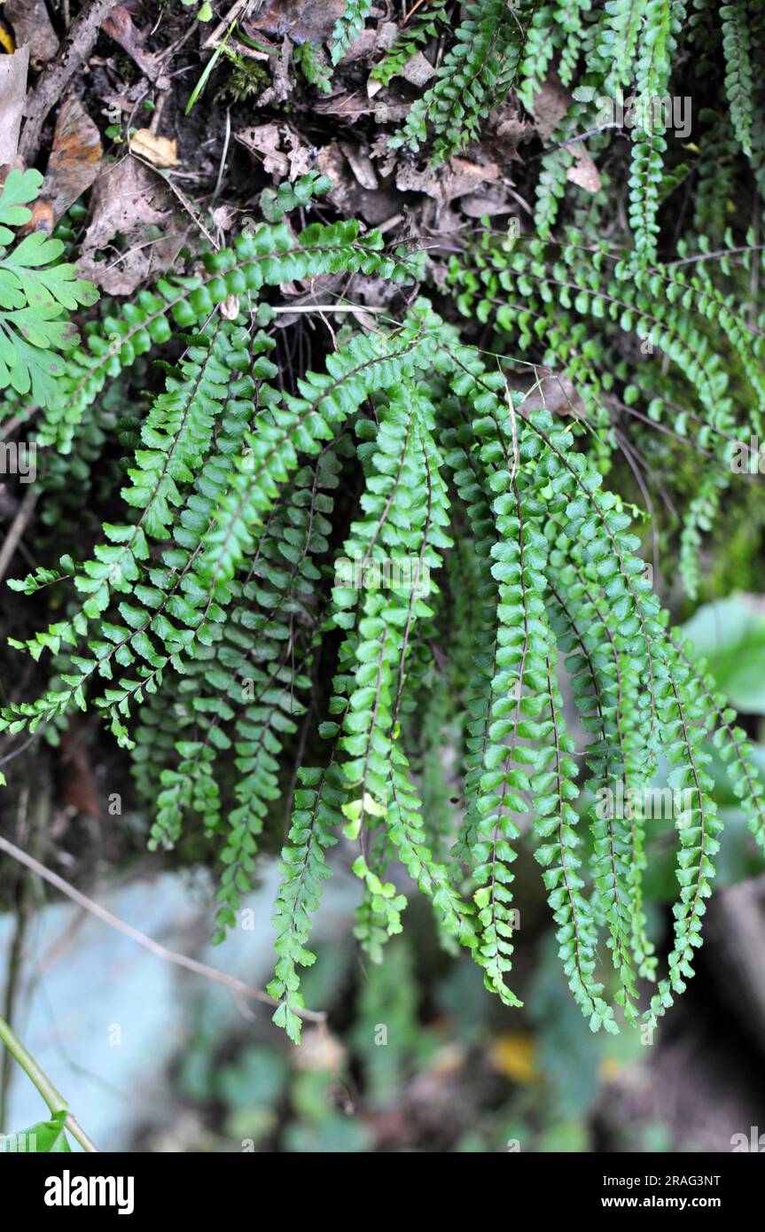 Asplenium trichomanes fern grows on a stone in the wild in the forest Stock Photo