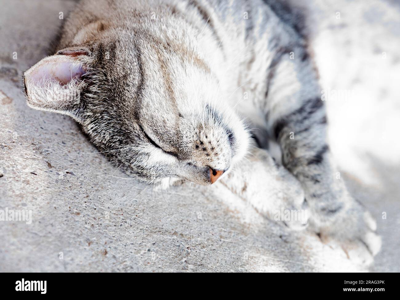 Grey mackerel cat sleeping funny and deep. Stock Photo