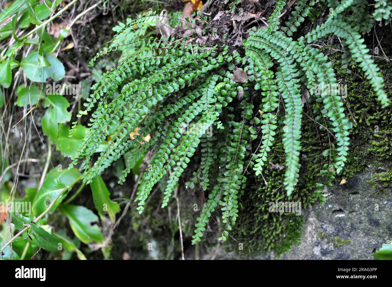 Asplenium trichomanes fern grows on a stone in the wild in the forest Stock Photo