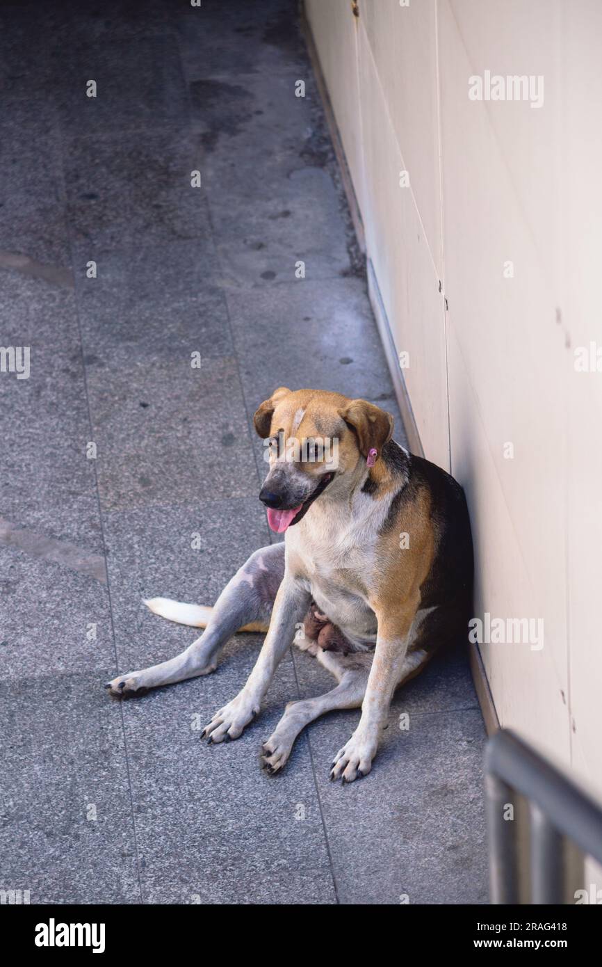 Mother dog with milk breasts tired and resting on the ground without puppies Stock Photo