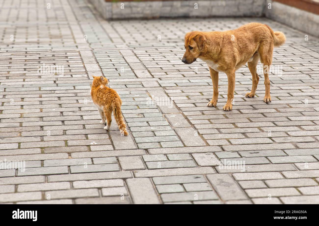 Dangerous encounter of a stray tabby cat with a stray tabby dog. Stock Photo