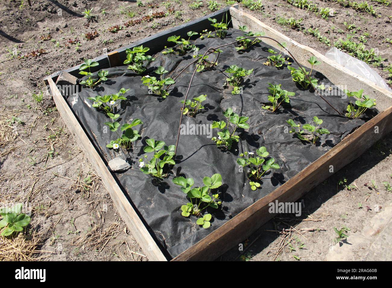 A tall bed with strawberry bushes. Modern farming know-how Stock Photo ...