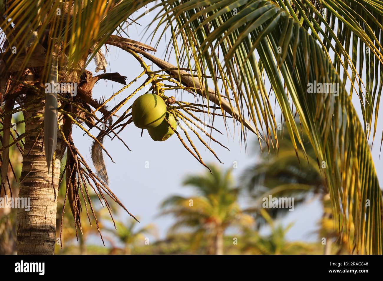 Coconut palm with coconuts on a sky background. Tree on a tropical