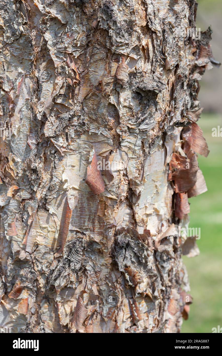 A close up of a river birch tree trunk showing the details of the