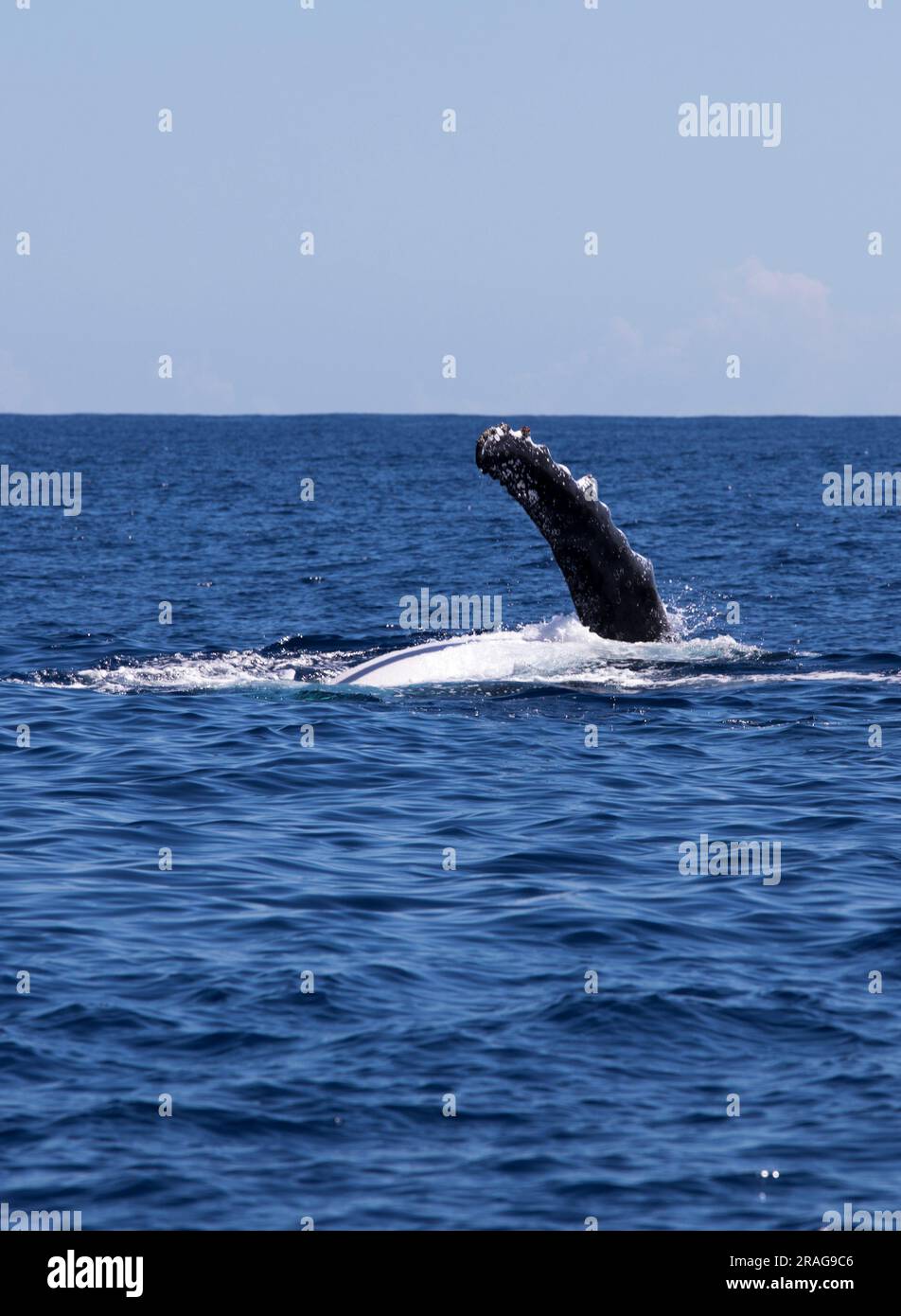 Humpback Whale Antarctica Breaching Hi Res Stock Photography And Images