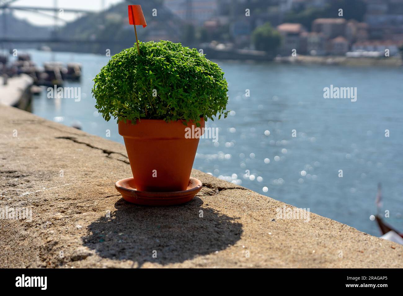 basil plant manjerico symbol of sao joao festival in Porto Portugal