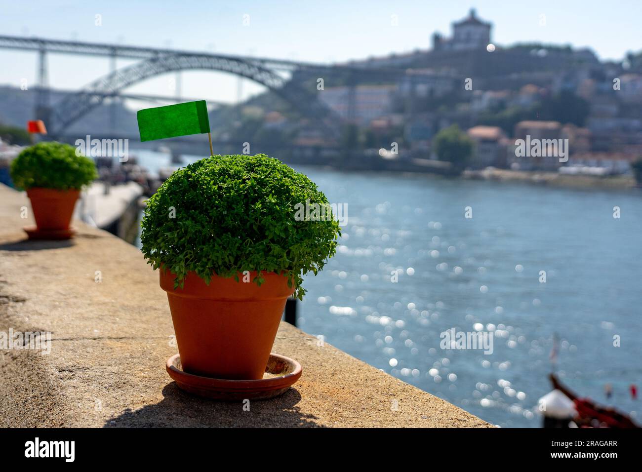 basil plant manjerico symbol of sao joao festival in Porto Portugal Stock Photo Alamy