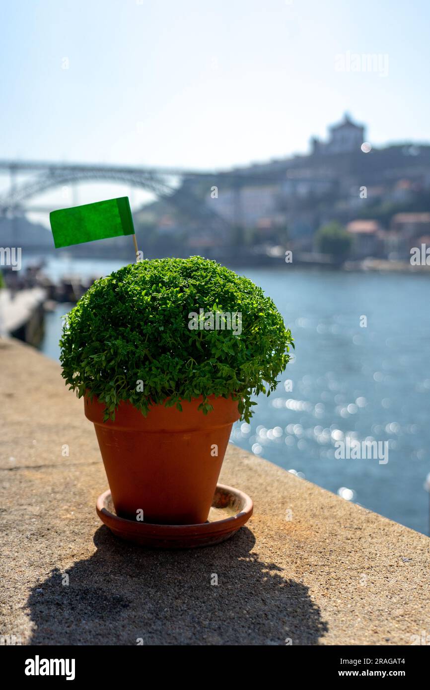 basil plant manjerico symbol of sao joao festival in Porto Portugal Stock Photo Alamy