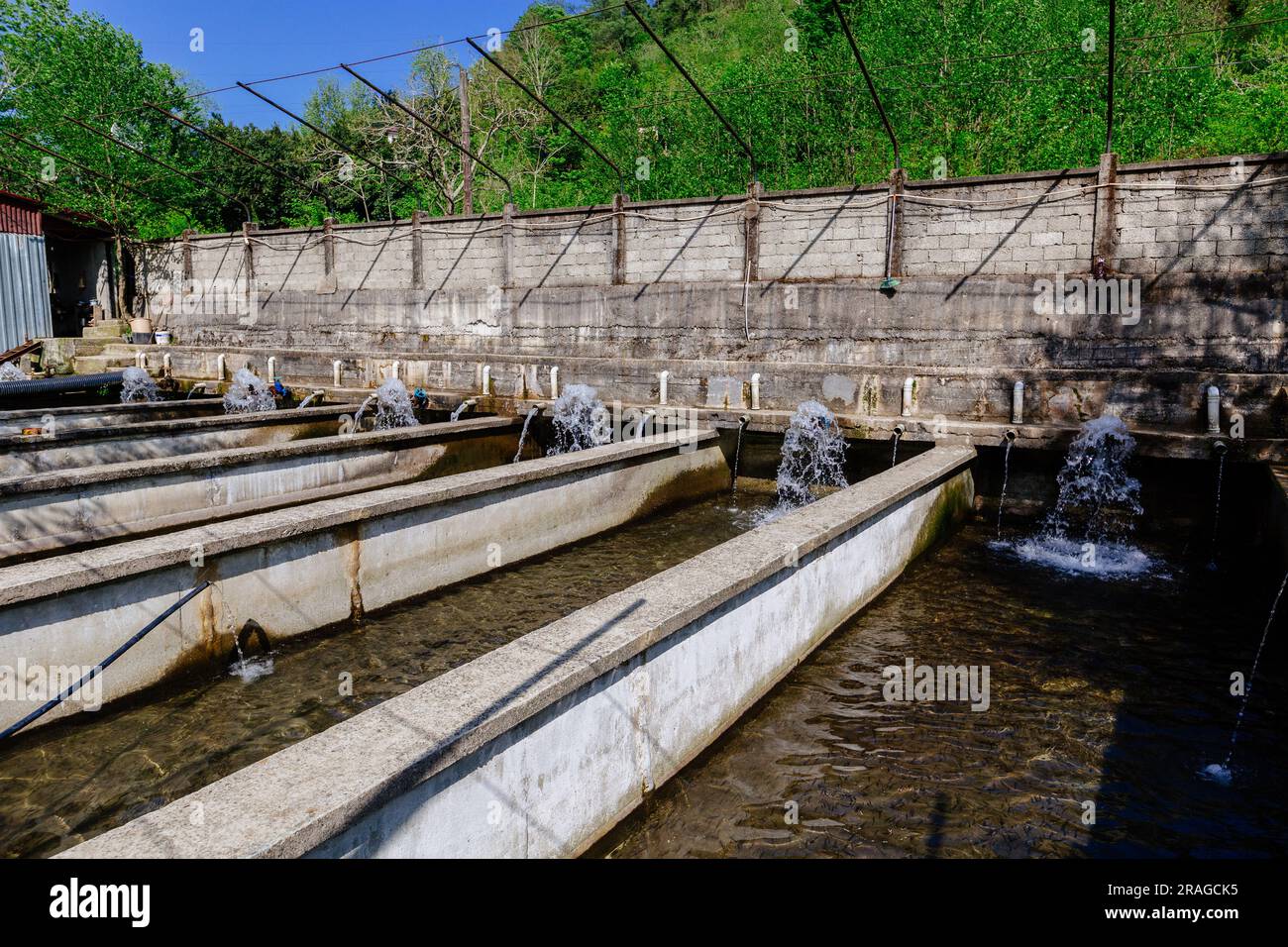 Breeding of trout in pools in fish farm Stock Photo Alamy