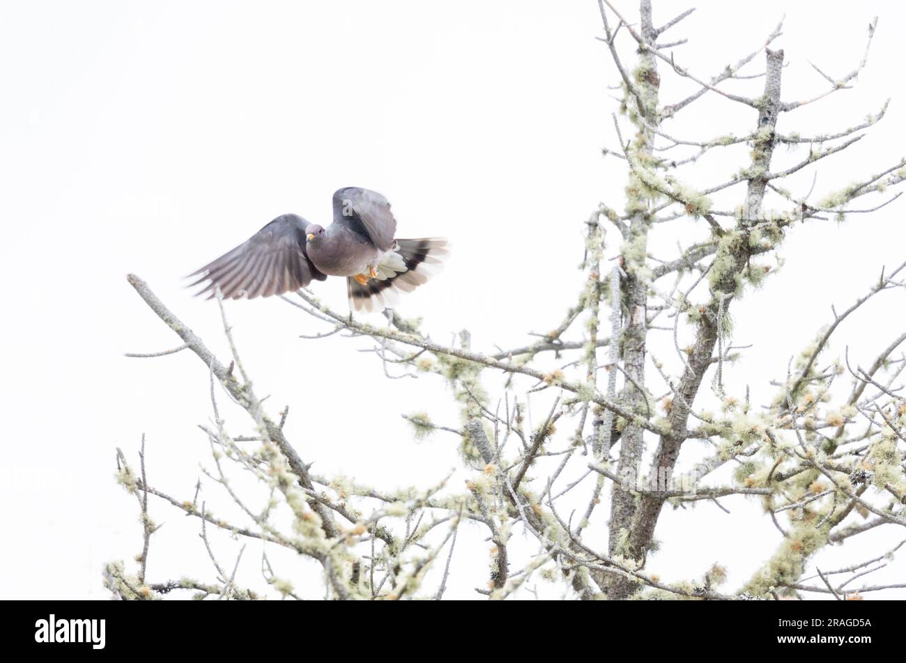 Eurasian collared Dove in Flight Stock Photo Alamy