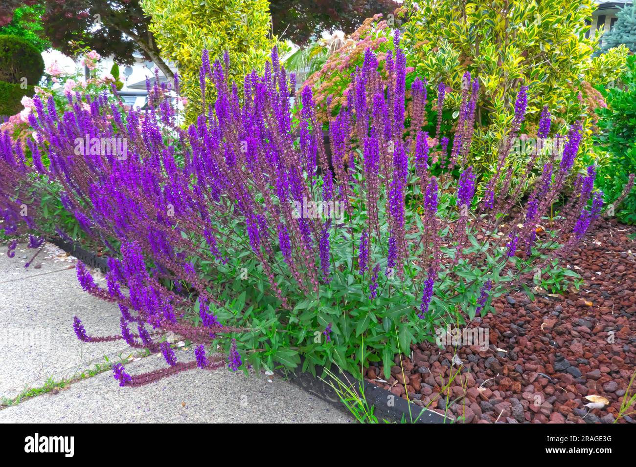 Salvia nemorosa - a woodland sage, Balkan clary, blue sage or wild sage - hardy herbaceous perennial. B. C., Canada. Stock Photo