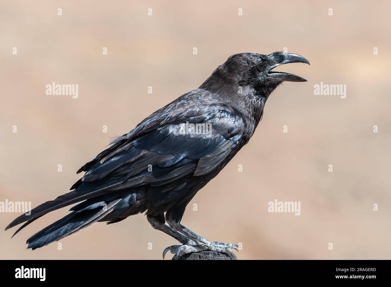 Giant raven hi-res stock photography and images - Alamy