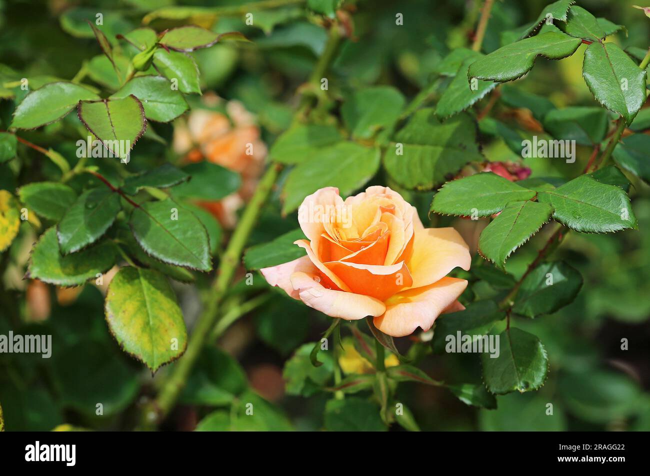 Leaves of rose hi-res stock photography and images - Alamy