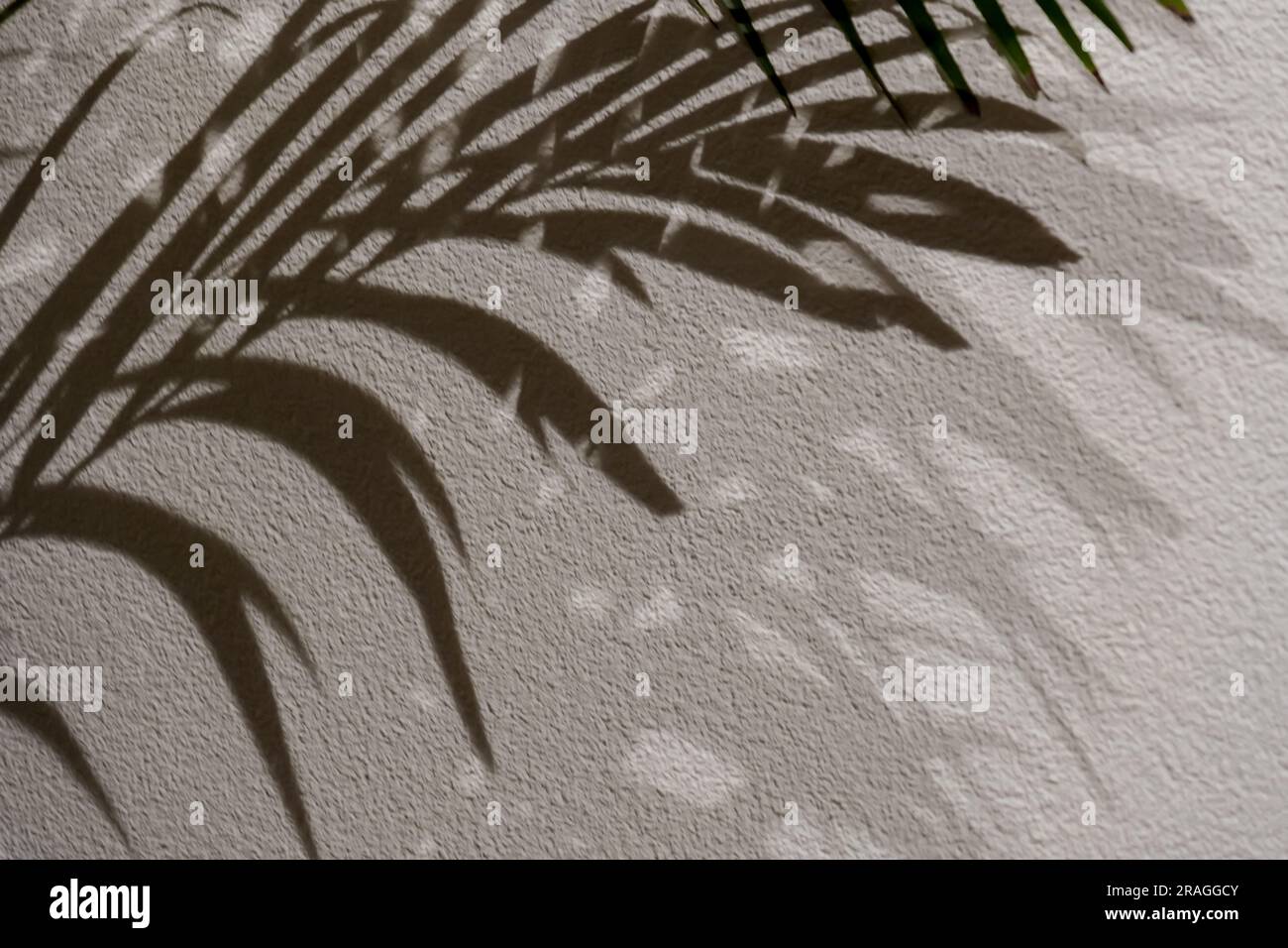 leaf shadows. Shadow palm leaves on a white wall .tropical background ...