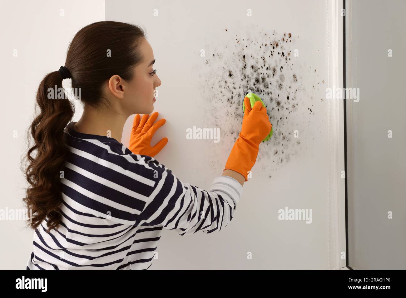 Woman in rubber gloves removing mold from window slope with brush in