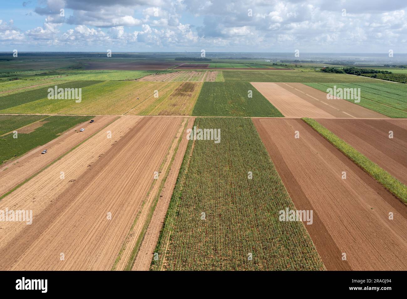 Aerial view of planted and unplanted agricultural fields in Homestaed, Florida under summer