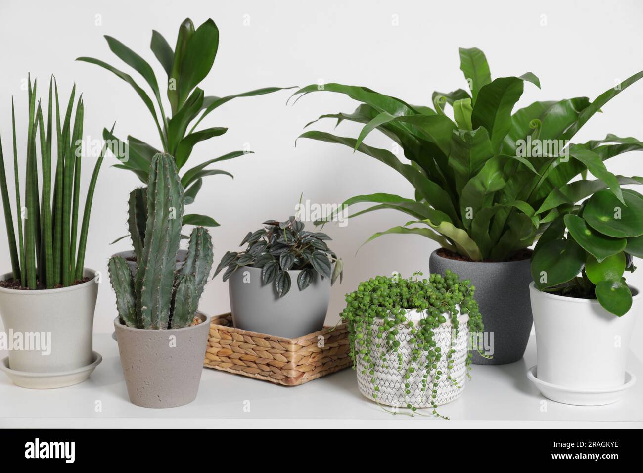 Green houseplants in pots on table near white wall Stock Photo - Alamy
