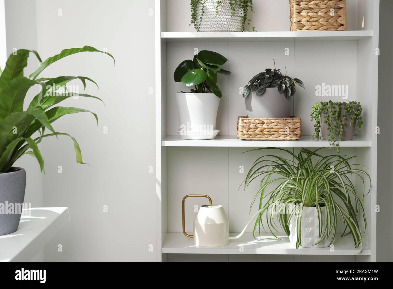 Green houseplants in pots on shelves indoors Stock Photo - Alamy