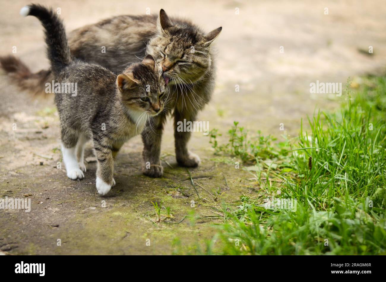 Cat mom licking her kitten Stock Photo