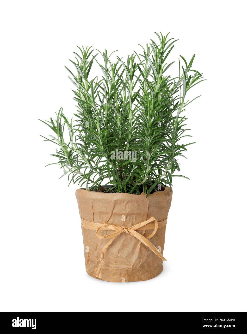 Aromatic green rosemary in pot isolated on white Stock Photo - Alamy
