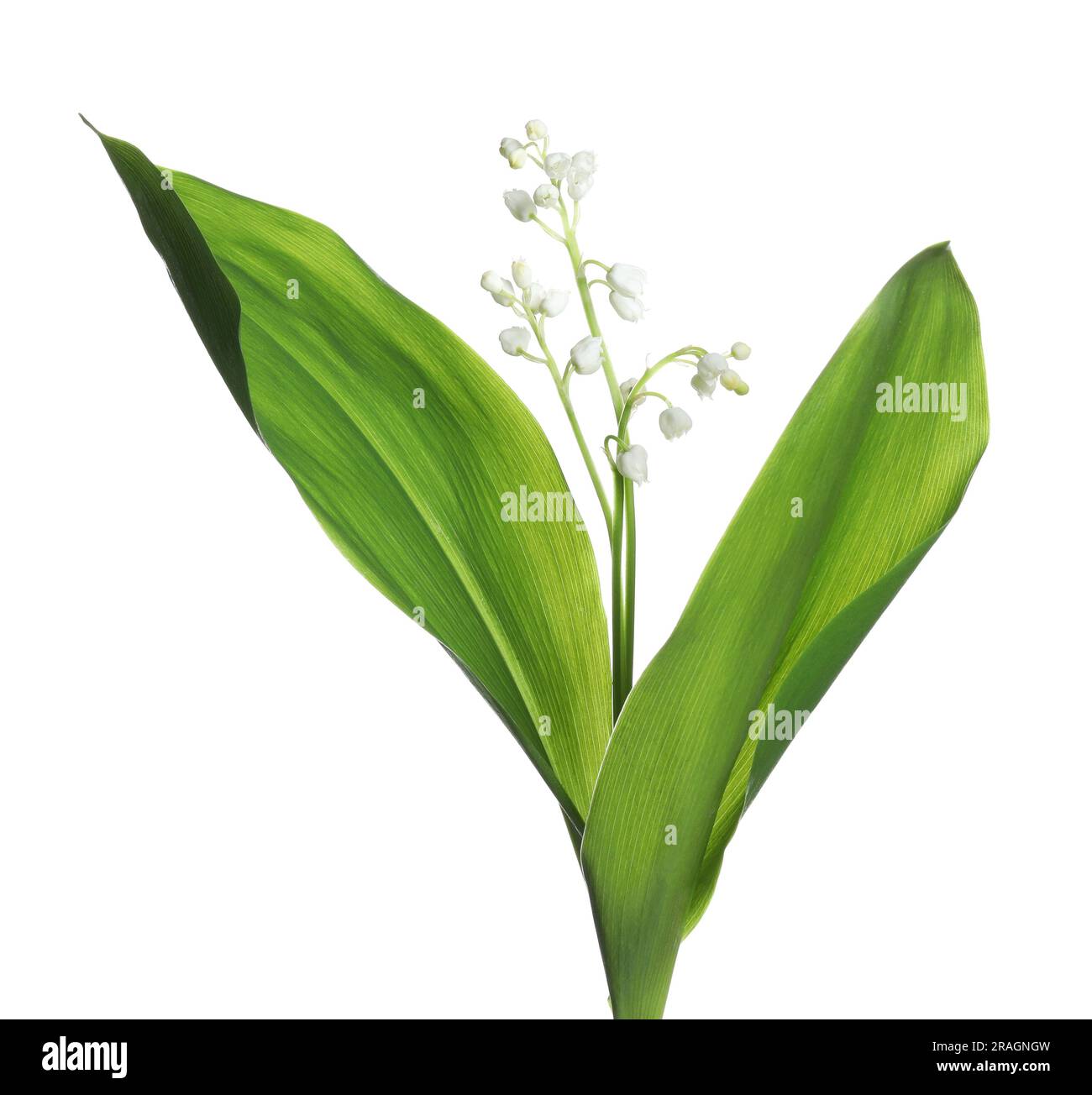 Beautiful lily of the valley flowers with green leaves on white ...